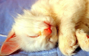 Спящий белый кот