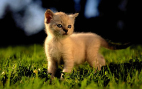 Кошка на траве