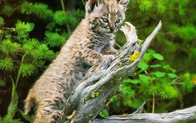 Пятнистый котёнок