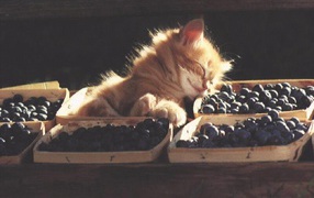 Пушистый кот