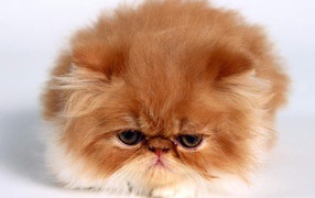 Рыжий пушистый котёнок
