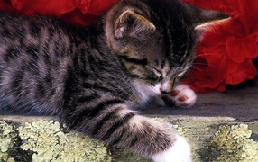 Полосатый кот