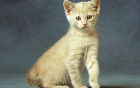 Маленькая кошка