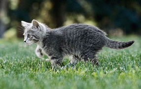 Котёнок играющийся на траве