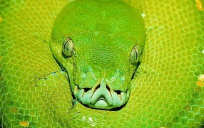 the Green snake