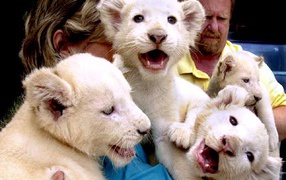 Маленькие львята