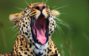 Зевающий гепард