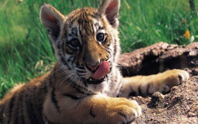 Тигренок зверенок