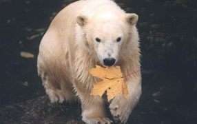 Медведь с кленовым листом