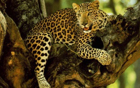 Гепард на дереве