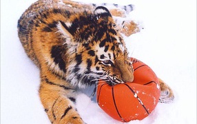 Тигр играет с мячом