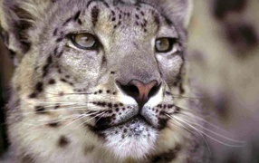 Самка гепарда