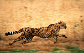 Быстрый гепард