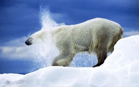 Белая медведица