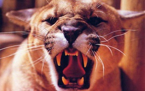 Львица рычит