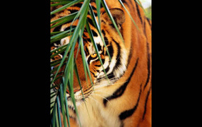 Тигр и кустик