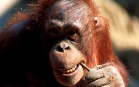 Шимпанзе обезьяна