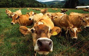 Коровы на поле