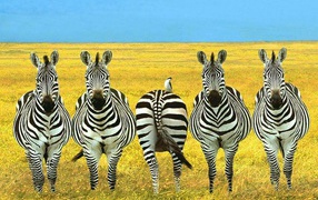 Зебры в степи