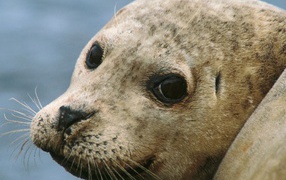 Морской котик