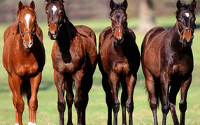 Беговые лошади