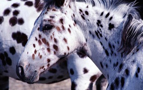 Пятнистые лошади