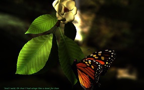 Лето бабочка