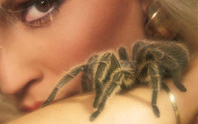 Паук на теле