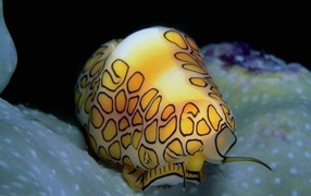 Медуза ярких цветов