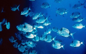 Морские жители