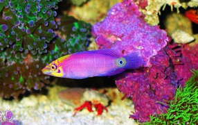 Караловые рыбки