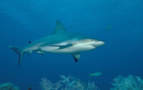 Акула хищная рыба