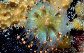 Морское животное