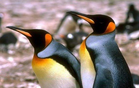 Пингвины