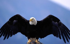 Горный орёл