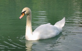 Белый лебедь