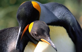 Пингвины