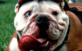 Собака в кепке