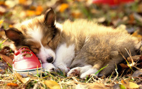 Спит собака