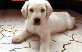 Белый щенок