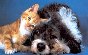 Кошка с собакой