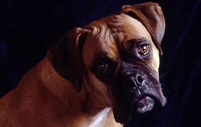 Собака на темном фоне