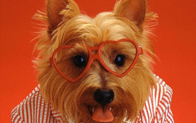 Смешная собака в очках