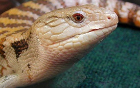 Ядовитая змея