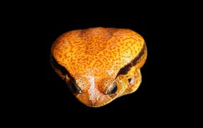 Ядовитая лягушка