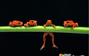 Лесные лягушки