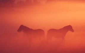 Лошадь жеребенок