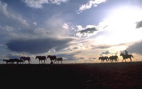 Лошади на природе