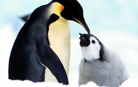 Пингвинёнок и мать
