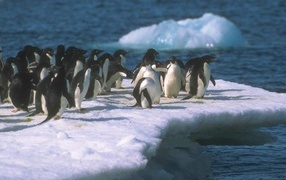 Пингвины на снегу